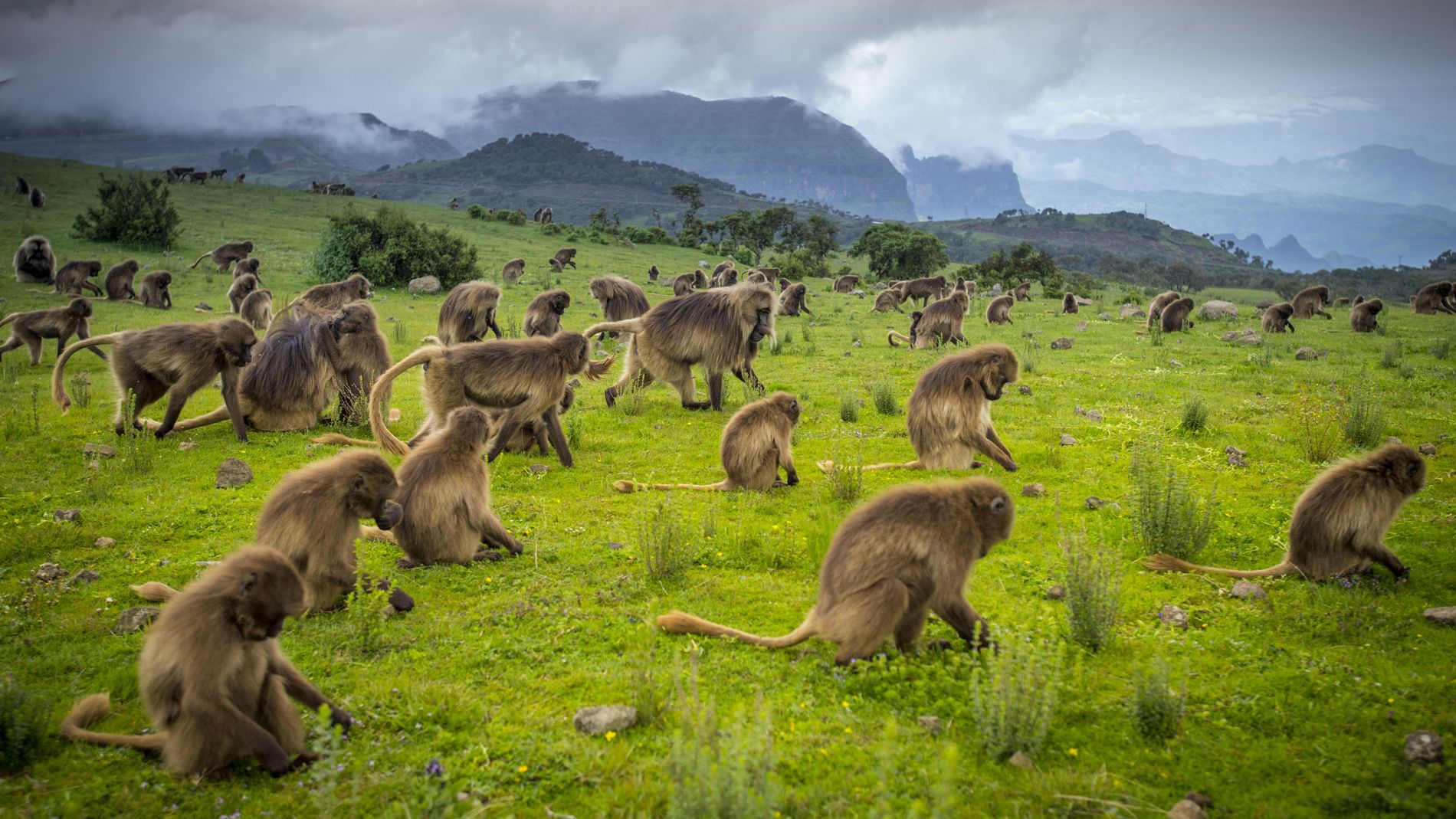 160719115801-ethiopia11-gelada-baboons-in-simien-mountains-national-park-c-ethiopian-tourism-organization.jpg