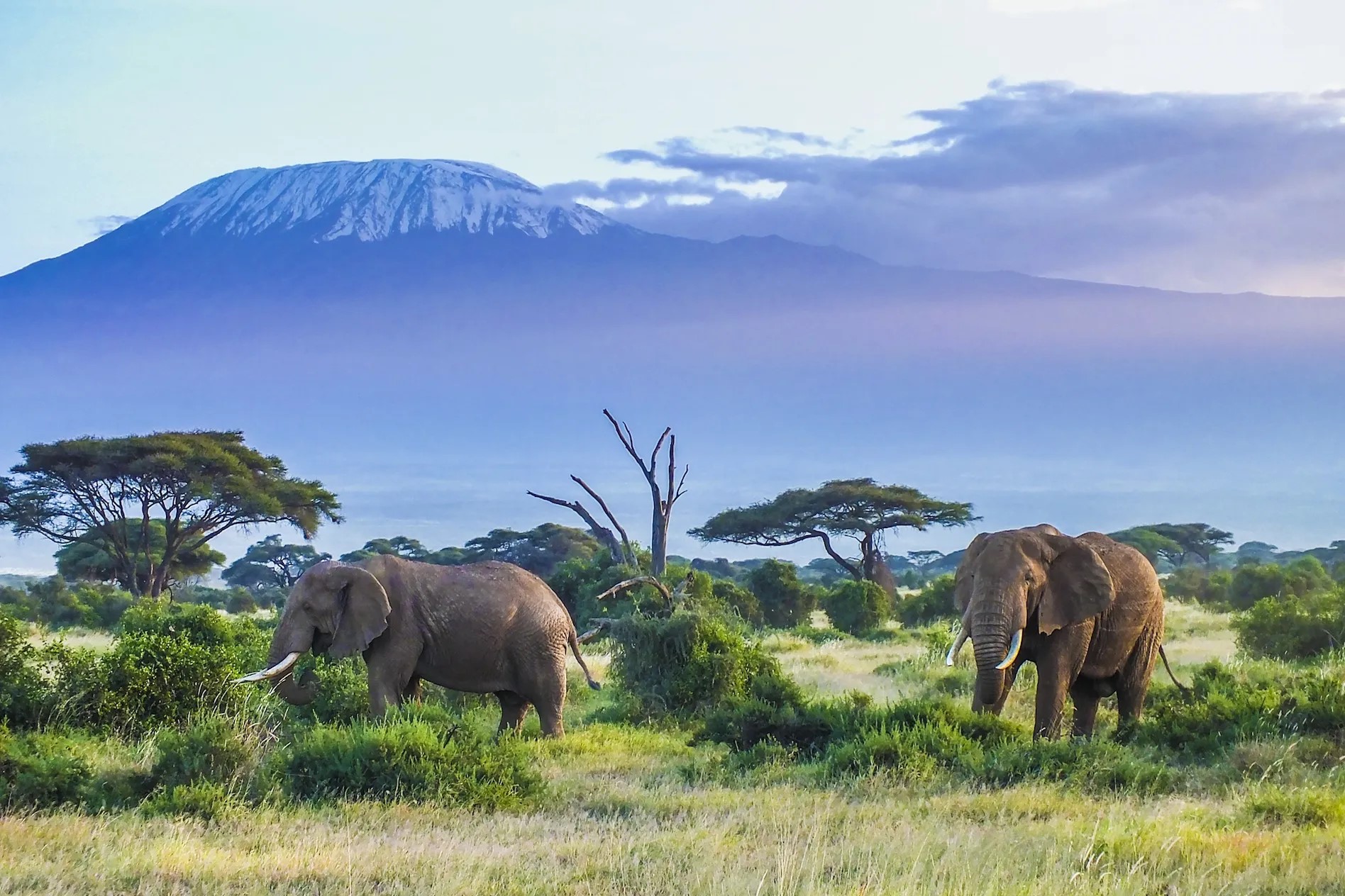 Elephants-and-Kilimanjaro-for-AV.jpg